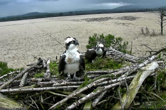 Two adult ospreys in the nest at Foulshaw Moss Nature Reserve