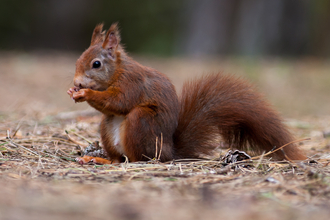image of Red squirrel eating - copyright Mike Snelle
