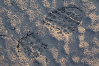 image of Human footprint in mudflats at Morecambe Bay - copyright Peter Cairns/2020VISION