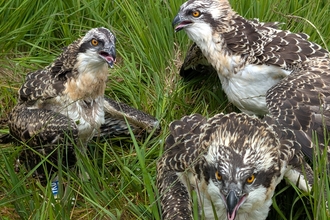Three six-week-old osprey chicks on the grass at Foulshaw Moss Nature Reserve, after having tags put on their legs by a licensed bird ringer