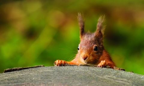 image of red squirrel eating - copyright andy naylor