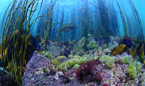 underwater scene - thongweed snakelocks - copyright Paul Naylor