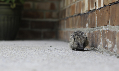 Hedgehog running along edge of a brick wall credit Tom Marshall