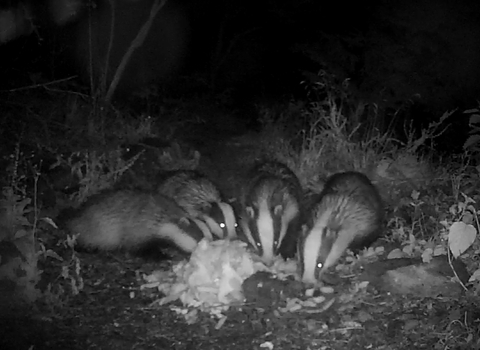 badger cam night view
