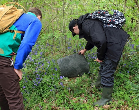 Two people in a wooded area with bluebells surveying amphibians