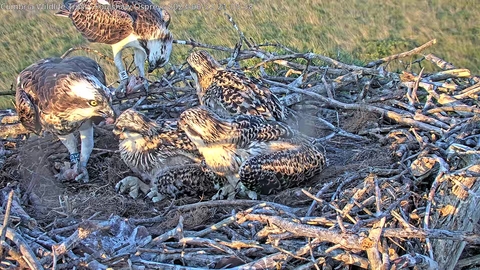 Blue 35 and White YW with Darvic rings on their right legs