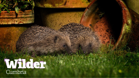 Hedgehog credit john hawkins - surrey hills photography