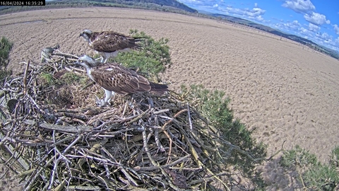 Peaceful afternoon on #foulshawospreys nest 2024