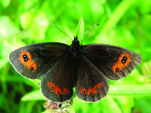 Smardale | Cumbria Wildlife Trust