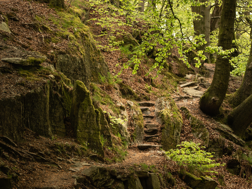 Staveley Woodlands 