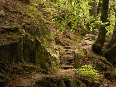 Staveley Woodlands | Cumbria Wildlife Trust