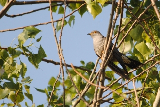 Cuckoo