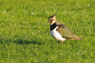 Lapwing