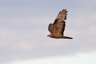 Keswick Hotel: Birds of prey