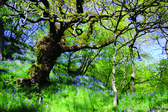 Argill woods nature reserve - bluebells in springtime