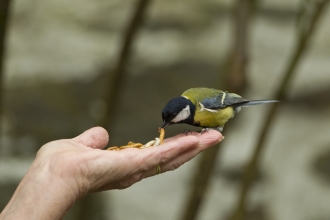 image of Great tit taking mealworm from hand - copyright Mark Hamblin/2020VISION