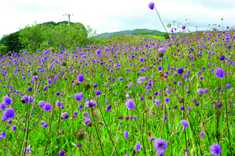 image of purple wild flowers in a meadow with woodland in background