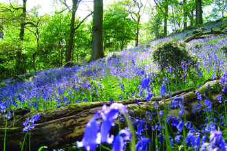 image of bluebell wood - barkbooth lot -c- michelle waller