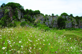 image of wild flower daisies and limestone rock formations at clints quarry nature reserve