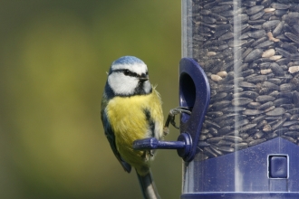 image of a blue tit on a bird feeder - copyright nicholas watts