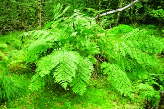 royal fern in the wild