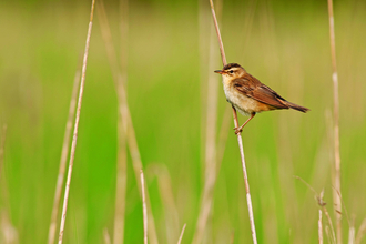 image of a sedge warbler - copyright dawn monrose