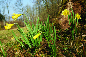 wild daffodils