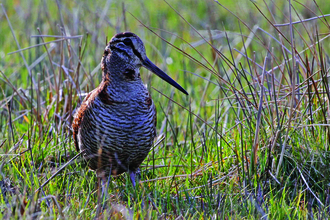 image of a woodcock bird - copyright margaret holland