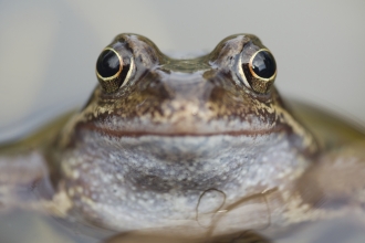 Common frog. copyright Mark Hamblin 2020VISION