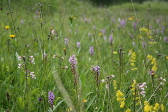 Flowers in a meadow at Smardale Nature Reserve