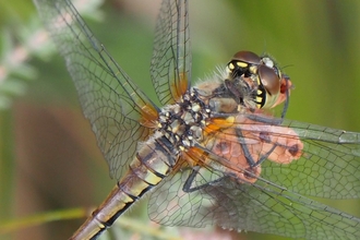 Darter dragonfly - copyright Michael Redman