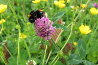 Image of bee on red clover copyright Lee Schofield
