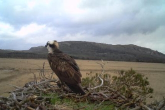 Photo of an osprey on its nest at Foulshaw