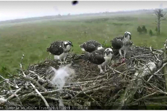 ospreys on nest - family portrait 2019