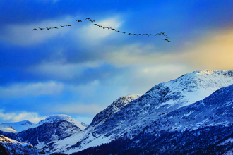 Geese above Crummock Water