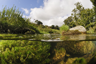 Image of toad habitat © Linda Pitkin/2020VISION