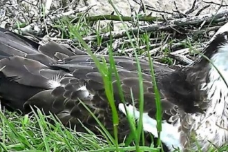 Osprey nest at Foulshaw Moss 2015