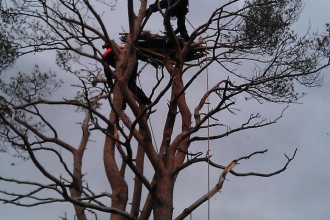 Building osprey nest platform 2014
