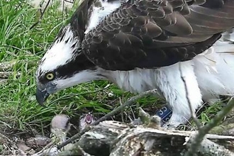 Blue 35 feeding forst osprey chick June 2015