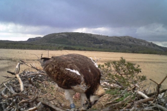 Still camera Osprey feeding on nest 2014