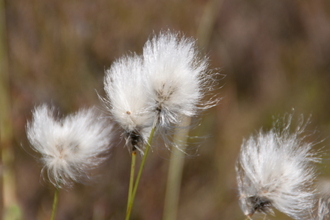 Cotton grass. Foulshaw Moss 2013