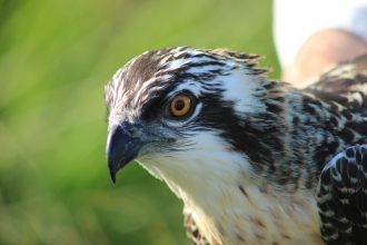 Osprey chick 2014