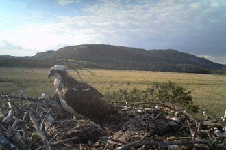 Still camera nest , adult and chicks 2014