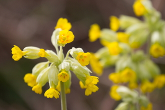 Cowslips.Barkbooth Lot 2013