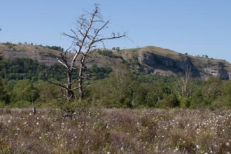 Foulshaw Moss from board walk 