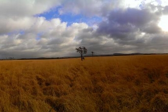 Osprey nest tree at Foulshaw Moss 2015