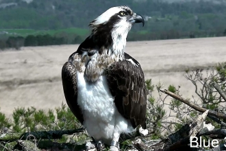 Osprey female Blue 35 on nest