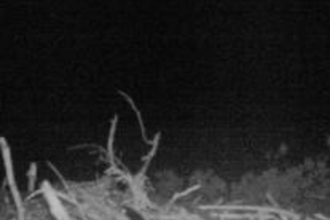 Still camera view of nest at night June 2014