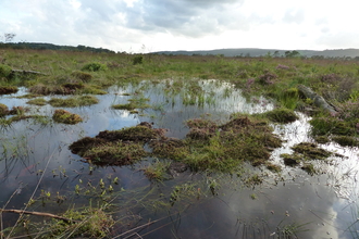 Meathop Moss after bunding work