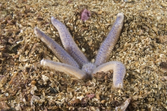Image of common starfish © Paul Naylor